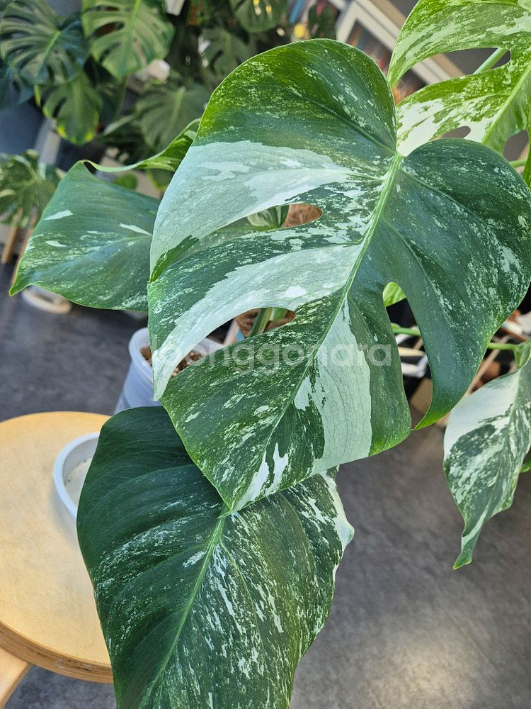 알보 몬스테라--3