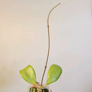 호야 에스트로스템마