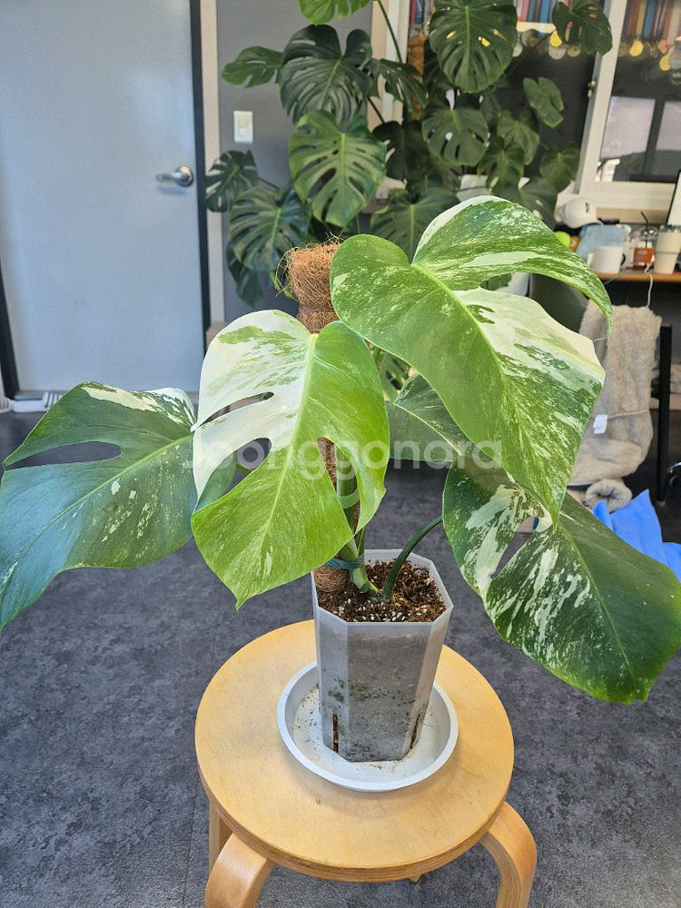 몬스테라 알보--0