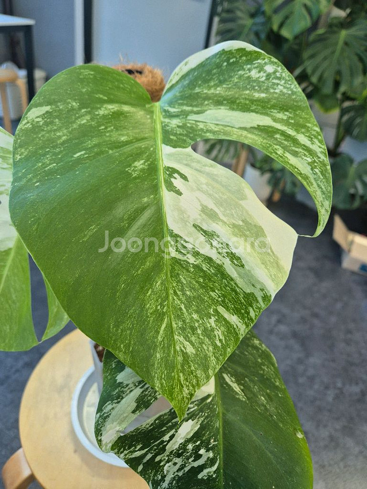 몬스테라 알보--2