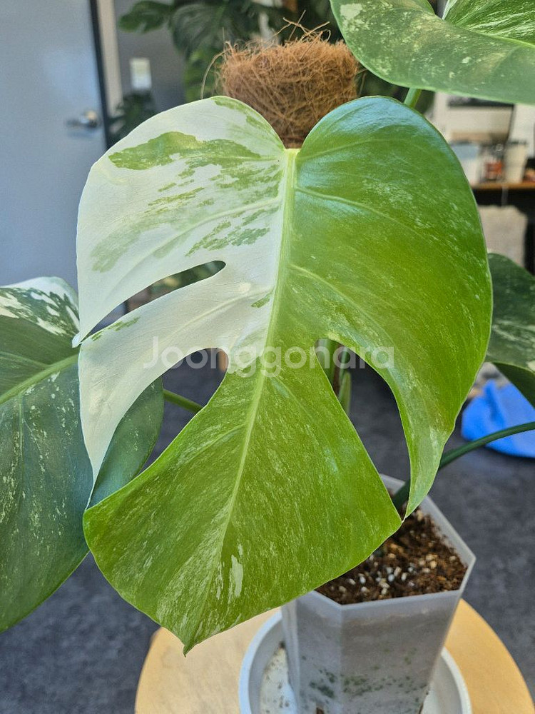 몬스테라 알보--1