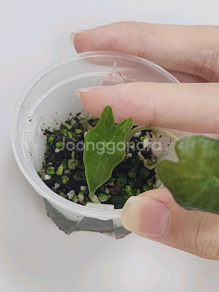 무늬 약한 알로카시아 노빌리스 핑크 바리에가타--1