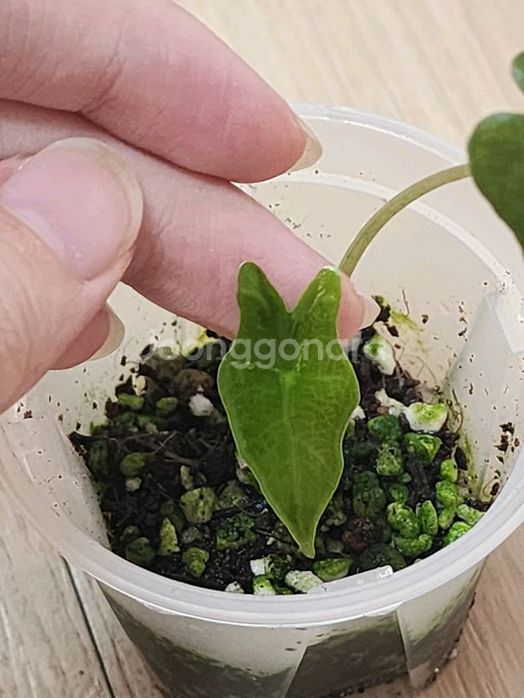무늬 약한 알로카시아 노빌리스 핑크 바리에가타--2