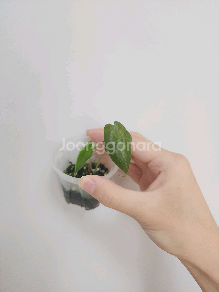 무늬 약한 알로카시아 노빌리스 핑크 바리에가타--0