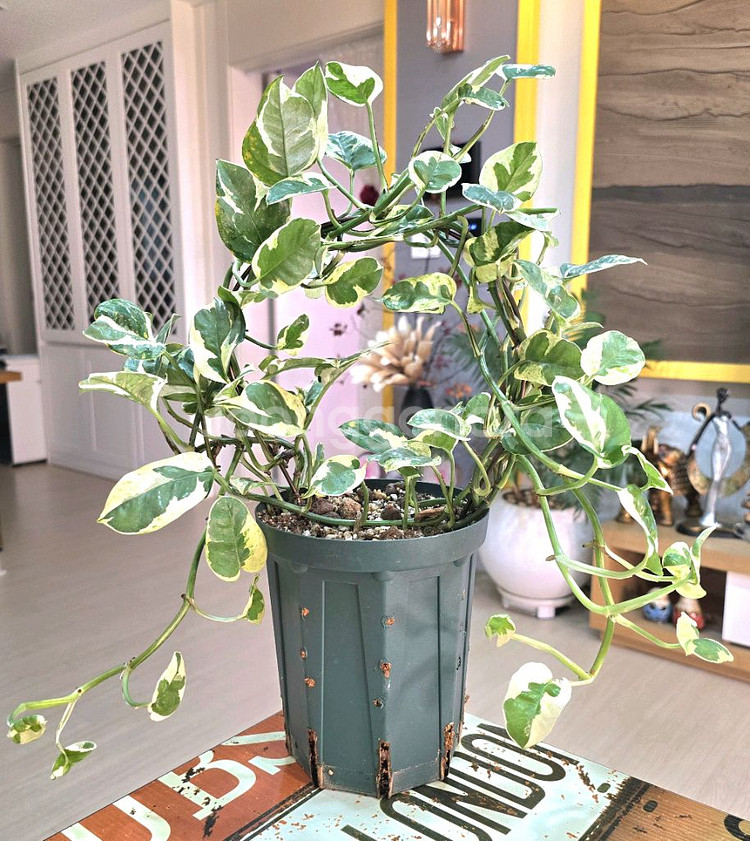 엔조이스킨답서스--0