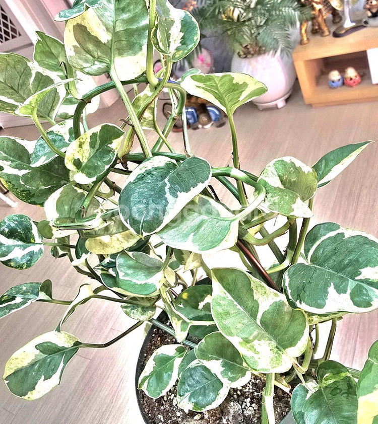 엔조이스킨답서스--1