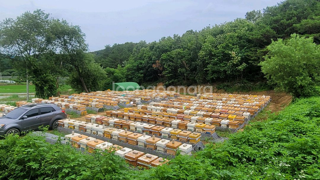 양봉 벌통5매 11월부터 2차판매합니다--0