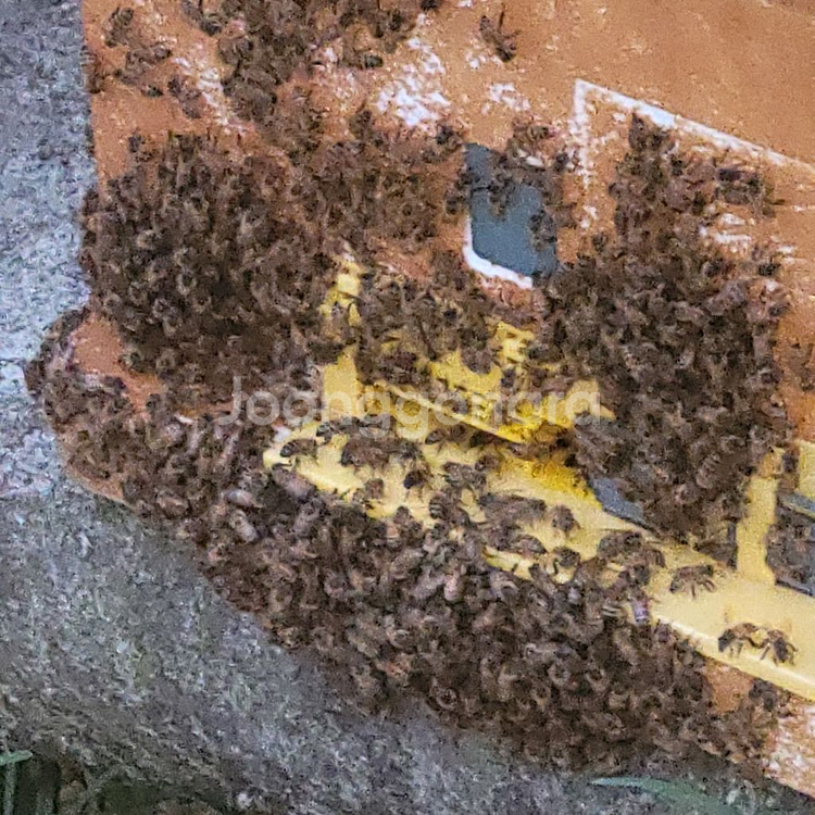 양봉 벌통5매 11월부터 2차판매합니다--2