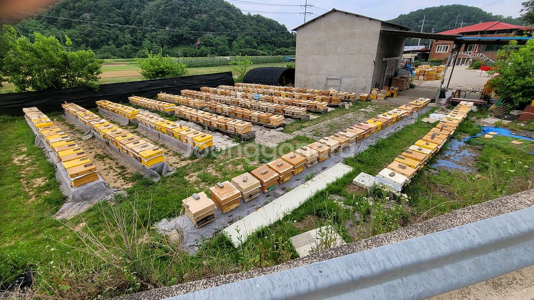 양봉 벌통5매 11월부터 2차판매합니다--1