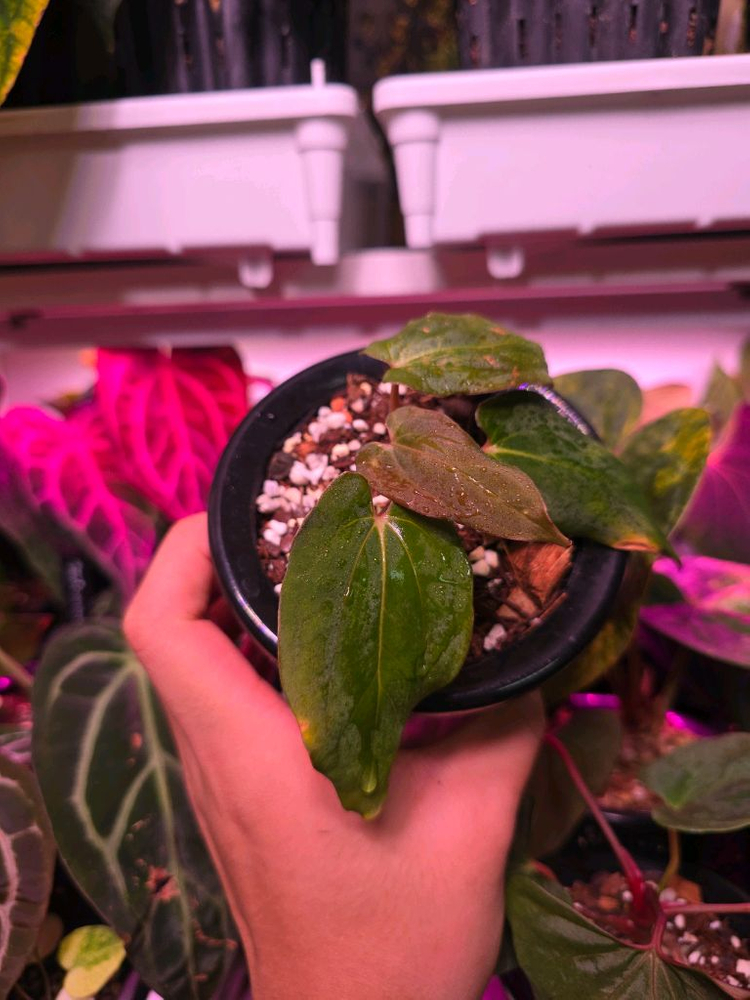 안스리움 BVEP self selected--2