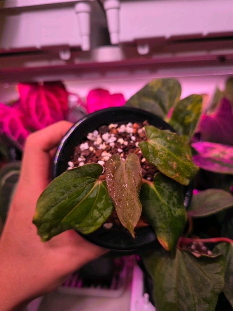 안스리움 BVEP self selected--3