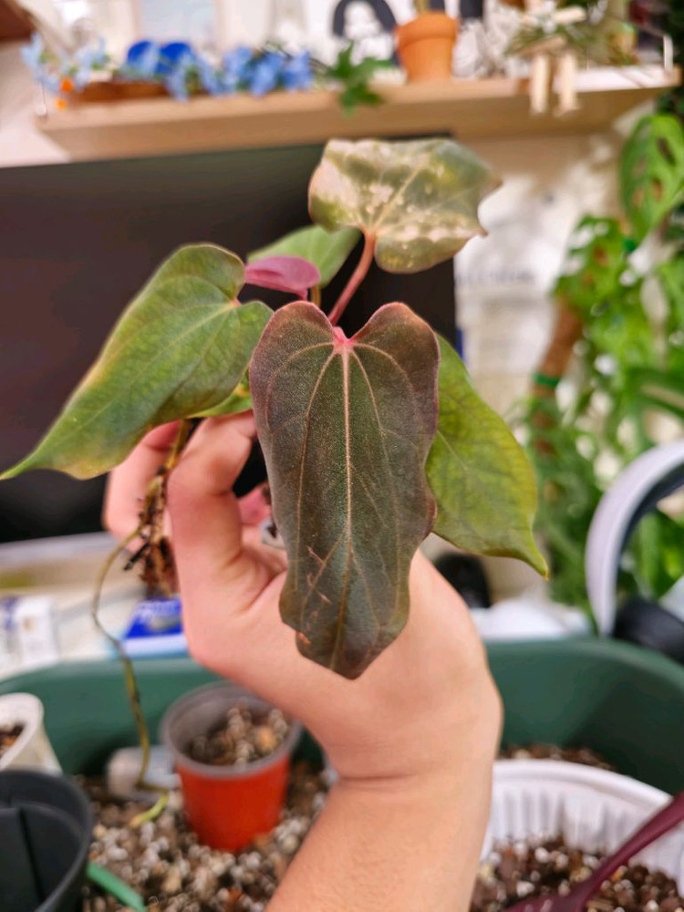 안스리움 BVEP self selected--1