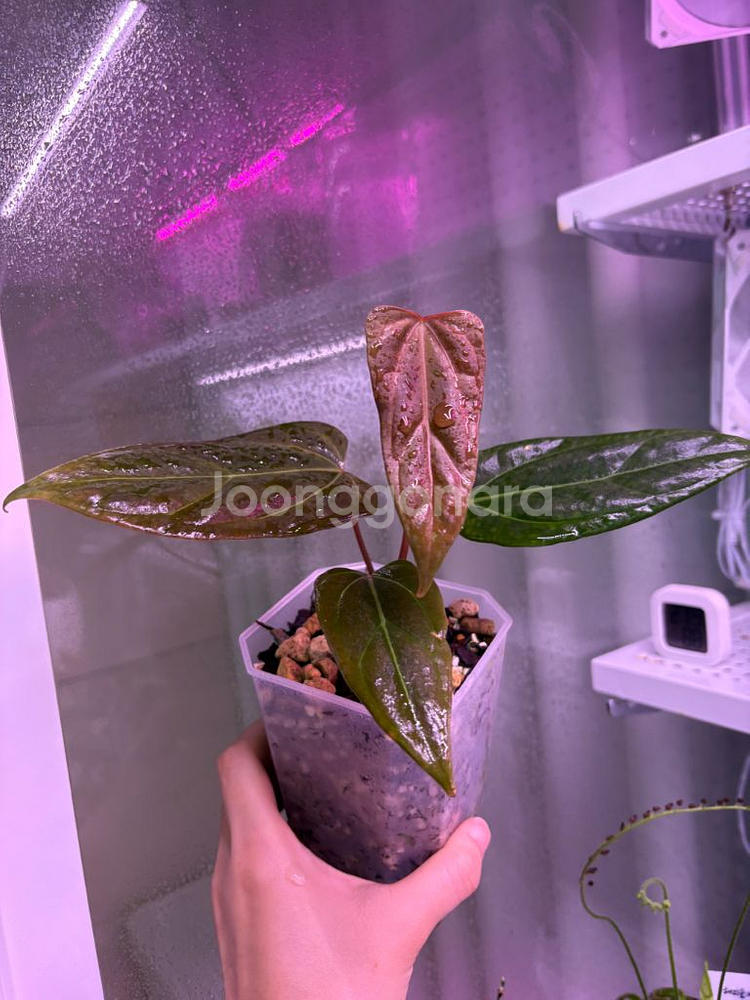 안스리움레크파필*도리토스--1