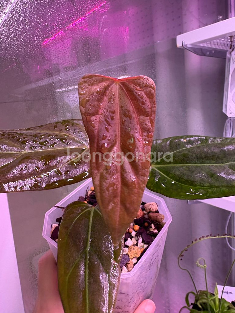 안스리움레크파필*도리토스--0