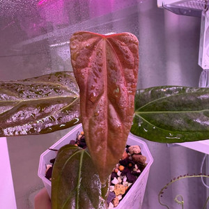 안스리움레크파필*도리토스