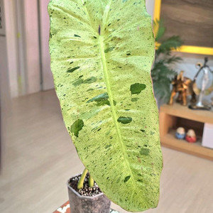 필로덴드론 파라이소 베르디