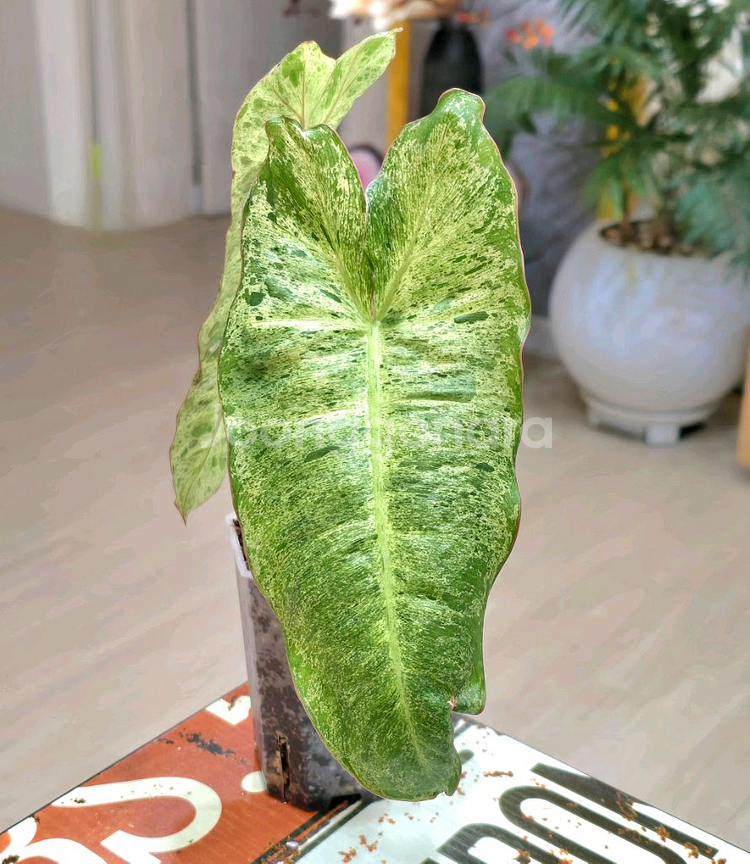 필로덴드론 파라이소 베르디--1