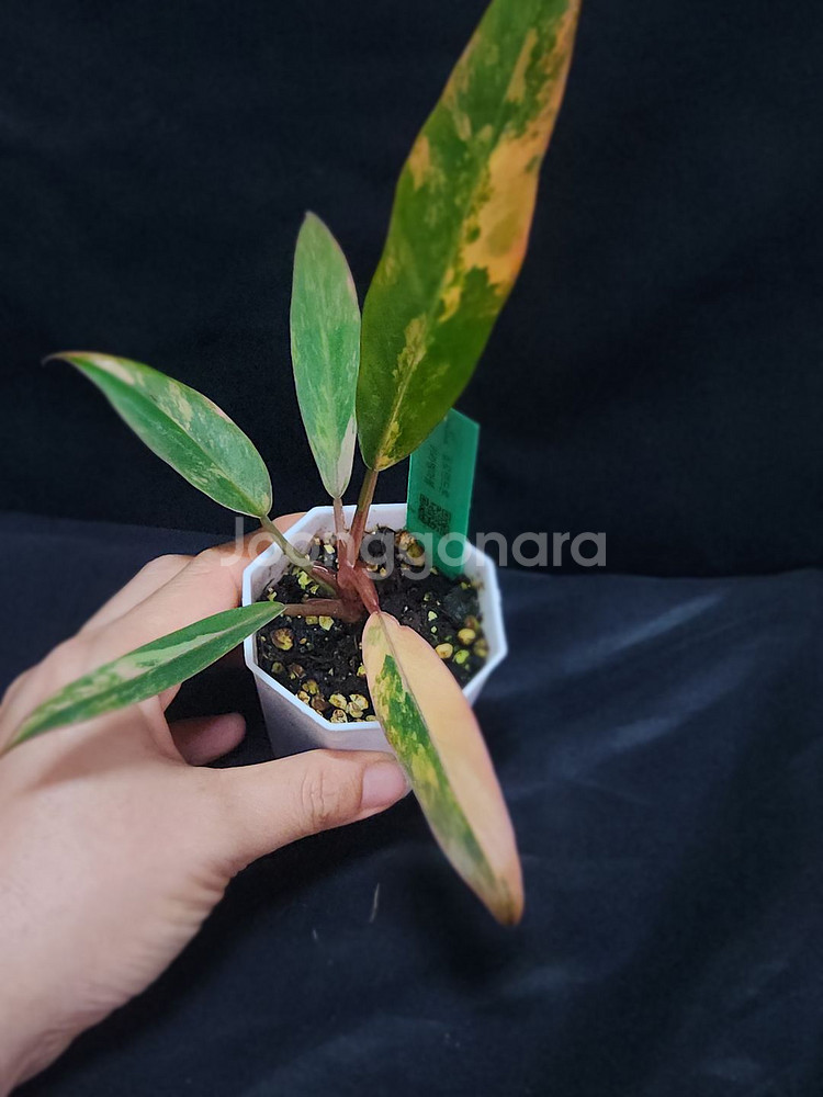 필로덴드론 카라멜마블--2