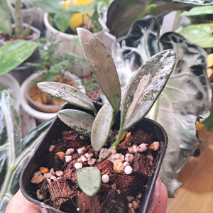 호야 리마실버