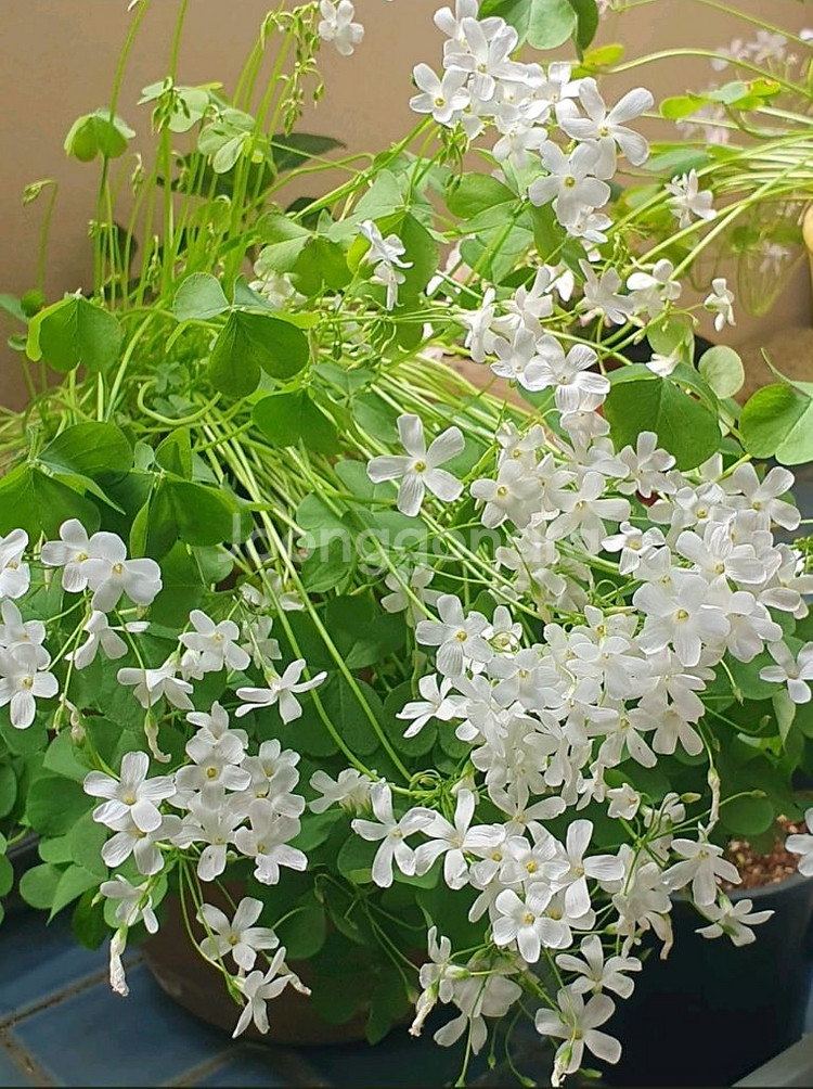 alba 사랑초구근--1