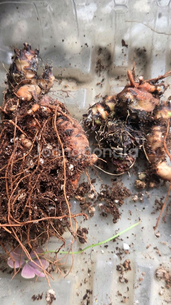 alba 사랑초구근--0