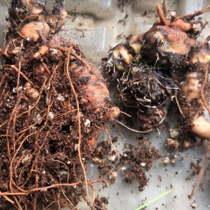 alba 사랑초구근