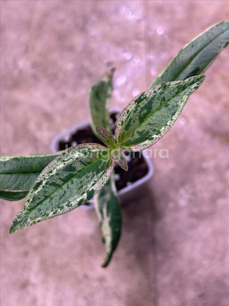 희귀식물, melastoma sp. 무늬--0