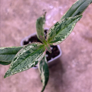 희귀식물, melastoma sp. 무늬