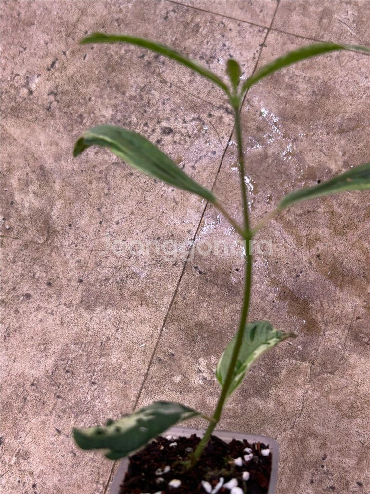 희귀식물, melastoma sp. 무늬--1