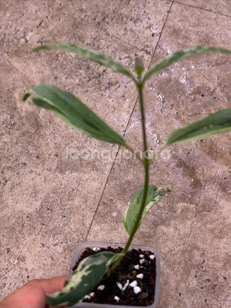 희귀식물, melastoma sp. 무늬--2