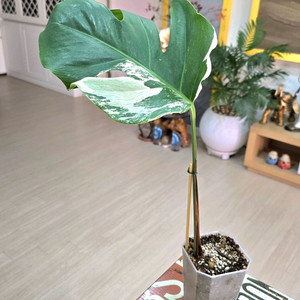 몬스테라알보