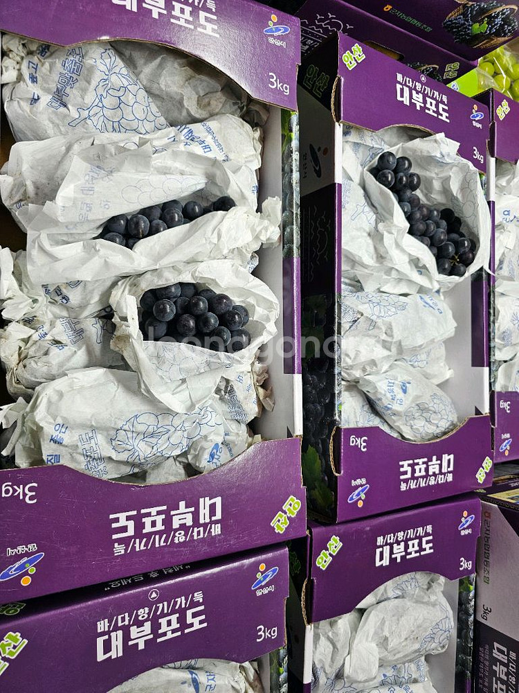 대부도 포도--2