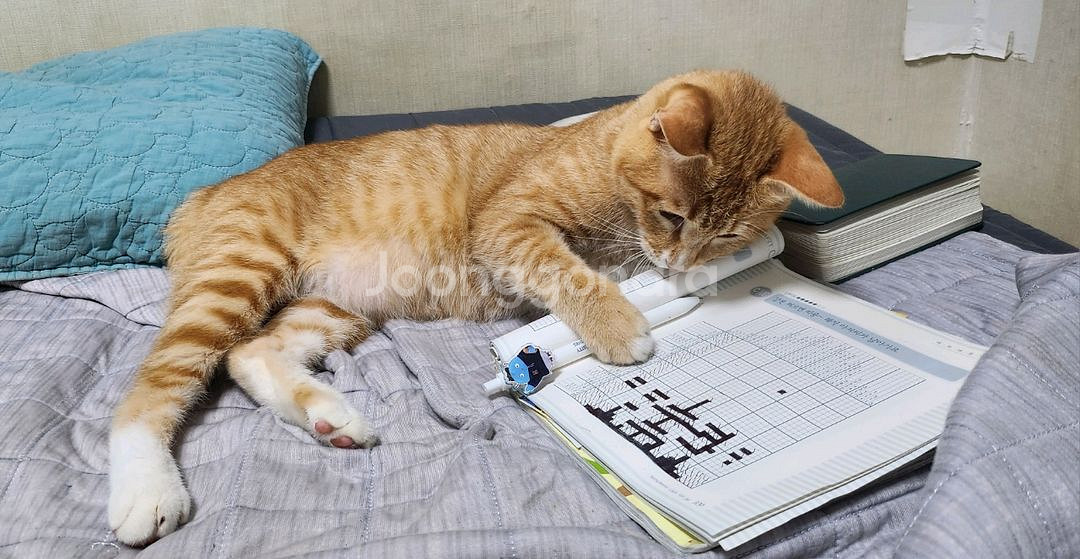 블루아카이브 띠부씰 예약--0