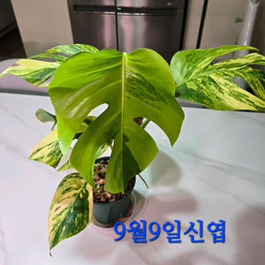 옐로우 몬스테라