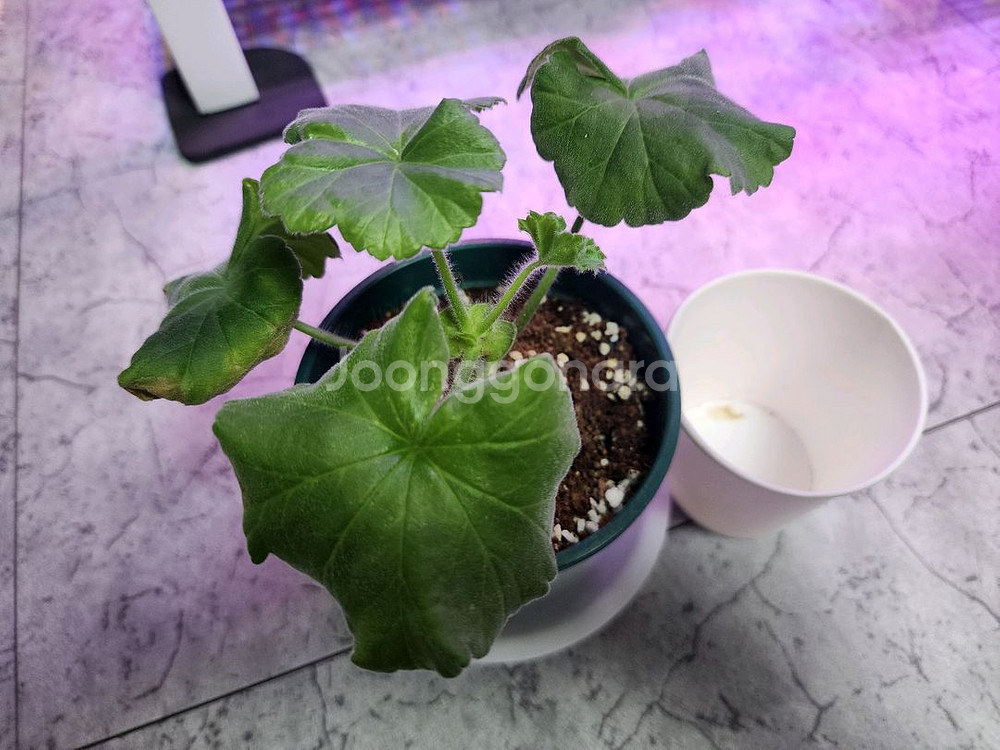 에릭스타판타지 제라늄--0