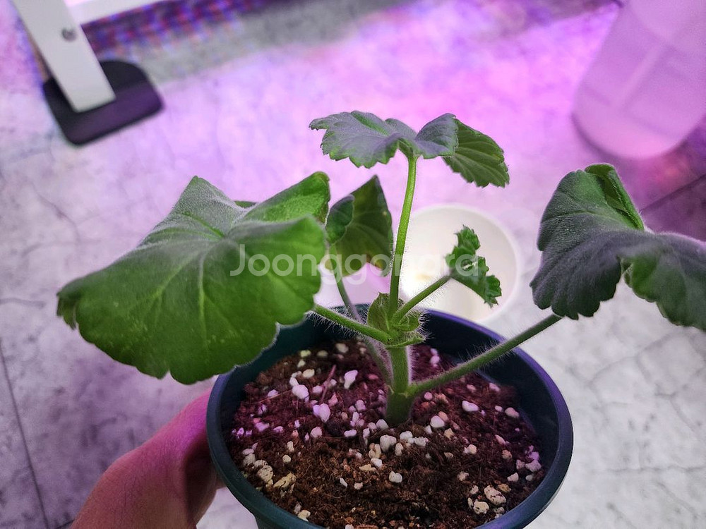 에릭스타판타지 제라늄--3