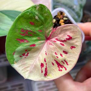 칼라디움 로즈화이트