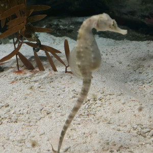 서울사랑상품권 또는 관악사랑상품권 5% 할인된 삽니다 이미지