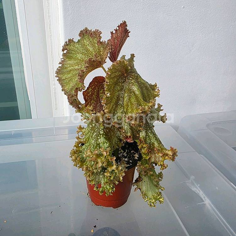 베고니아 플라밍고댄스--0