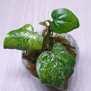 파이퍼 마블 piper sp marble