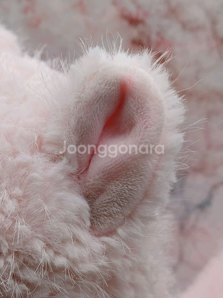 한별토이 꼬냥이(핑크) 고양이 인형 25cm--5