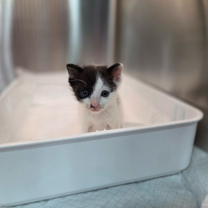 부산 고양이 분양