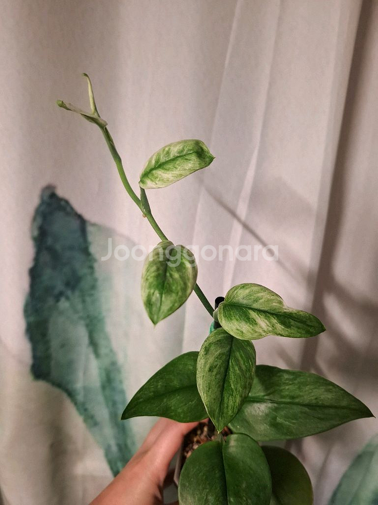 스킨답서스 트루비 화이트 민트--1