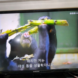 삼성TV 32인치