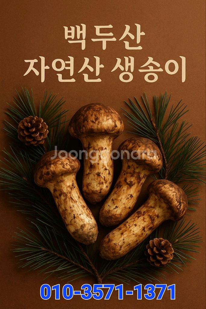백두산 자연산 생 송이버섯 특등급 1kg--0