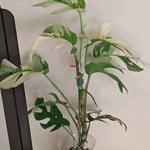 화이트 알보 히메 몬스테라