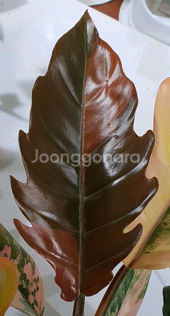 필로덴드론 카라멜마블 바리에가타--8