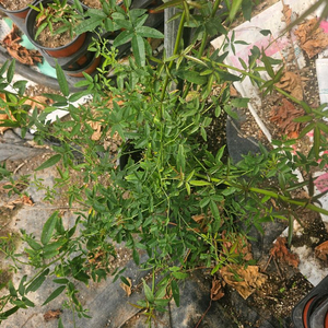 개화주-개화기간이 긴 노랑목향장미(민찔레)