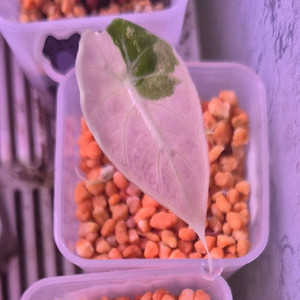 왓소니아 글로시 핑크