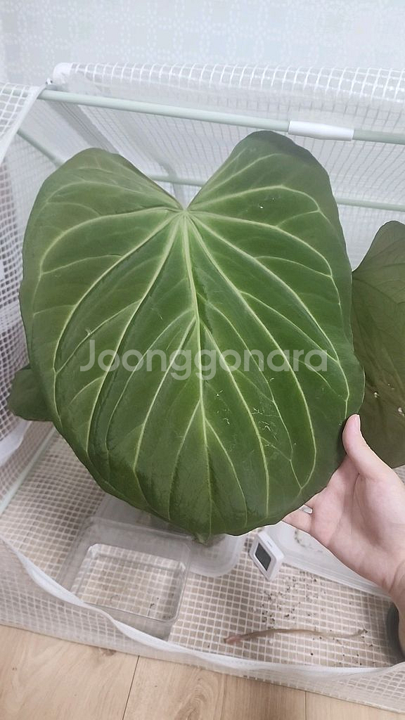 안스리움 킹오스 파필 하이브리드--1